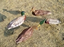 Picture for category Mallard Decoys