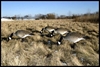 Picture of Honker Feeder Canada Goose Decoys (BF112477) by Bigfoot Decoys