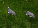 Picture for category Pigeons
