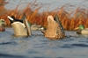 Picture of Oversize Butt-up Mallard Feeder Duck Decoys (AV71000) by Greenhead Gear GHG Avery Outdoors 