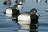 Picture of **SALE** OverSize Bluebill Duck Decoys (AV73039) by Avery Greenhead Gear GHG
