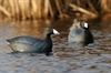 Picture of **FREE SHIPPING** Over-Sized Coot Duck Decoys (AV73014) by Greenhead Gear GHG Avery Outdoors