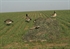 Picture of KillerWeed Layout Blind Kit by Avery Outdoors Greenhead Gear GHG