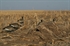 Picture of KillerWeed Layout Blind Kit by Avery Outdoors Greenhead Gear GHG