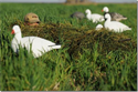 Picture of Alfalfa - AV47411