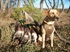 Picture of Standard Dog Parkas by Avery Sporting Dog - Avery Outdoors