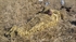 Picture of **SALE** Back Pack Layout Ghillie Blind by Sillosocks Decoys