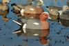 Picture of **SALE** Lifesize Eurasian Wigeons (AV73044) by Greenhead Gear GHG Avery Outdoors