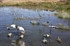 Picture of BLOW-OUT SALE!  The Last Stand by Feather Flyer Decoys