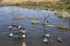 Picture of BLOW-OUT SALE!  The Last Stand by Feather Flyer Decoys