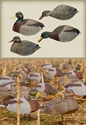 Picture for category Duck Shells 