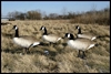 Picture of Bigfoot Canada Standard Upright Honker Decoys (BF111487)