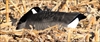 Picture of **FREE SHIPPING** Flocked Canada Sleeper Shells by Dakota Decoys