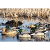 Picture of *FREE SHIPPING* Flocked Head Mallard Floater Duck Decoys (DAK12120) by Dakota Decoys