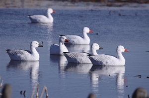 Picture of *FREE SHIPPING* Snow Goose Floater Decoys by Greenhead Gear GHG