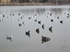 Picture of *FREE SHIPPING* Snow Goose Floater Decoys by Greenhead Gear GHG