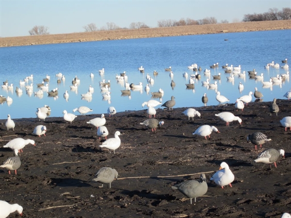 Prairiewind Decoys. FREE SHIPPING Blue Goose Floating Goose Decoys