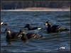 Picture of Commercial Grade Common Scoters AV74021 Foam Filled by Greenhead Gear GHG Avery Outdoors
