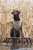 Picture of Junior Ruff Stand (AV90018) By Avery Outdoors Greenhead Gear GHG