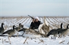 Picture of Snow Covers for Migrator Blinds  by Avery Outdoors Greenhead Gear GHG