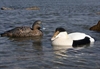 Picture of **FREE SHIPPING**  Commercial Grade Eider Sea Duck Decoys (AV74028) by Greenhead Gear GHG Avery Outdoors