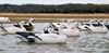 Picture of **SPRING SALE** Floating Snow Goose Decoys (DAK12150) Upright 6 pack by Dakota Decoys