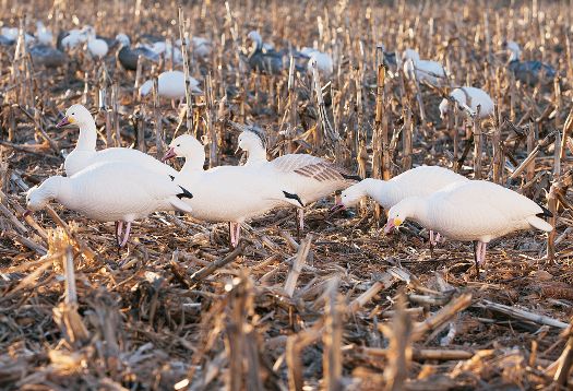 Prairiewind Decoys. SNOW GOOSE FULLBODY DECOYS by Final Approach Decoys
