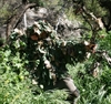 Picture of Ghillie Jacket in Winter Wheat Green Camo by RS