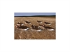 Picture of FFD Elite L/S Specklebelly Goose Shells Harvester 12 Pack (AV72058)