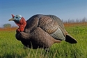 Picture for category Turkeys 