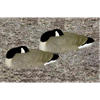 Picture of Bigfoot Canada Goose Shells
