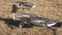 Picture for category Specklebelly Decoys