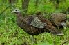 Picture of **FREE SHIPPING** LCD Breeder Turkey Hen Decoy by Avian X Decoys
