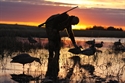 Picture for category FIELD DUCK DECOY SALE