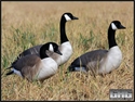 Picture for category GOOSE DECOY SALE
