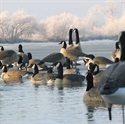 Picture for category FLOATING GOOSE DECOYS