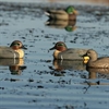 Picture of **SALE** Life Size Green-Winged Teal Duck Decoys (AV73021) By Greenhead Gear GHG Avery Outdoors