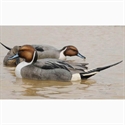 Picture for category Floating Pintail Decoys