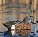 Picture for category Teal Decoys-SALE!