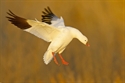 Picture for category SNOW GOOSE SALE