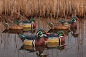 Picture for category Wood Duck Decoys