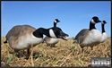 Picture for category Honker Decoys