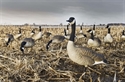 Picture for category Honker Decoys