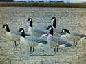 Picture for category Lesser Canadas