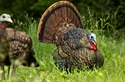 Picture for category Turkey Decoys