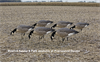 Picture of AXF FLOCKED FEEDER Lesser Canada Goose Decoys w/6-slot bag (Z9031) by Avian X Decoys Zink Calls