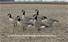 Picture of AXF FLOCKED ACTIVE Lesser Canada Goose Decoys w/6-slot bag (Z9032) by Avian X Decoys Zink Calls