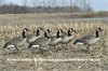 Picture of *FREE SHIPPING* AXP Painted Honker Walkers Canada Goose Decoys by Avian X Decoys