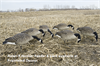 Picture of AXF Flocked Honker Feeder Goose Decoys by Avian X Decoys