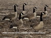 Picture of AXF FLOCKED Sentry Canada Goose Decoys by Avian-X Decoys